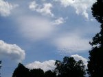 Cirrocumulus undulatus